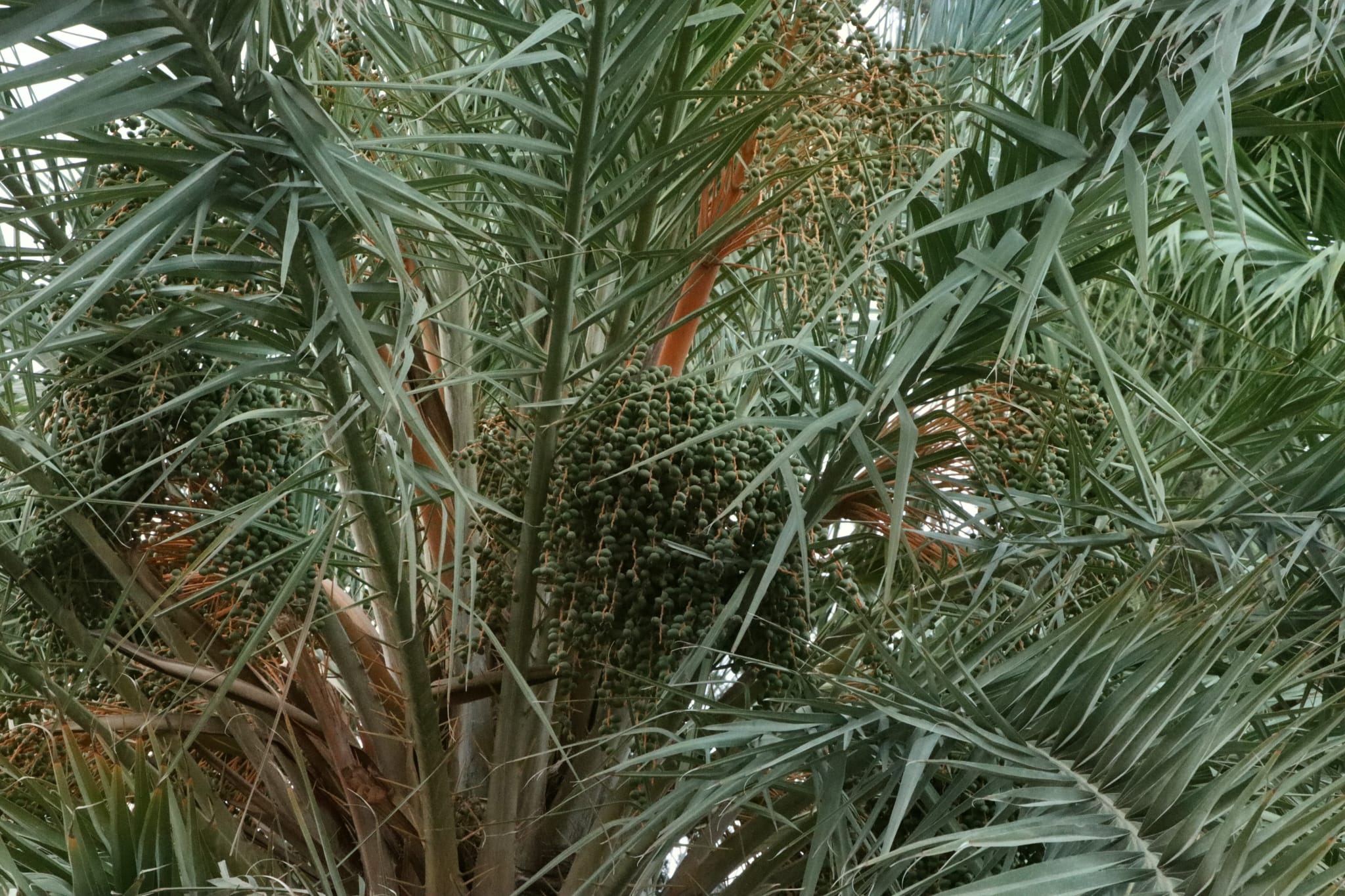 Deglet Nour date palm with clusters of dates
