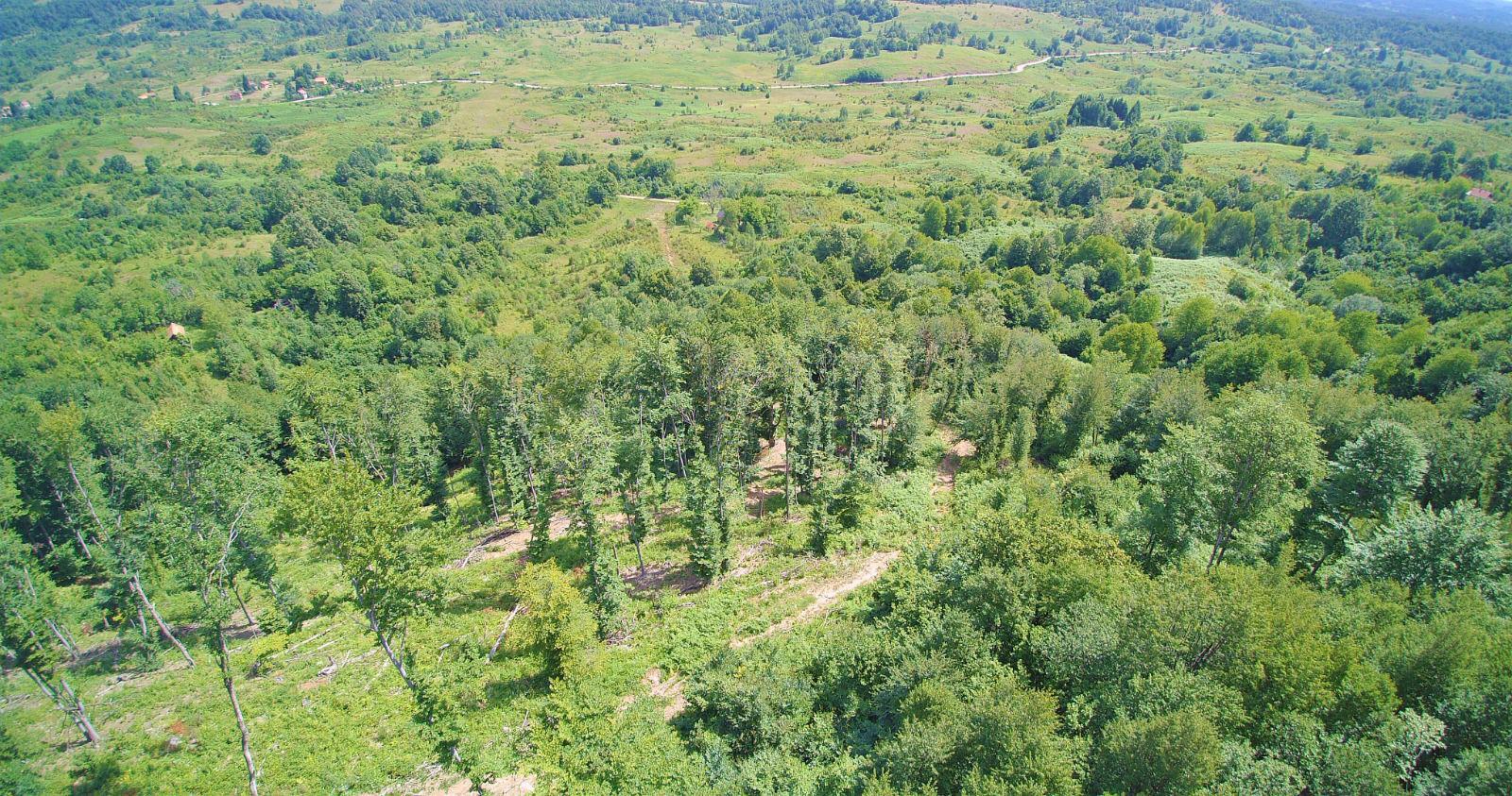 Drone snimka mješovite šume i otvorene livade s putom kroz vegetaciju