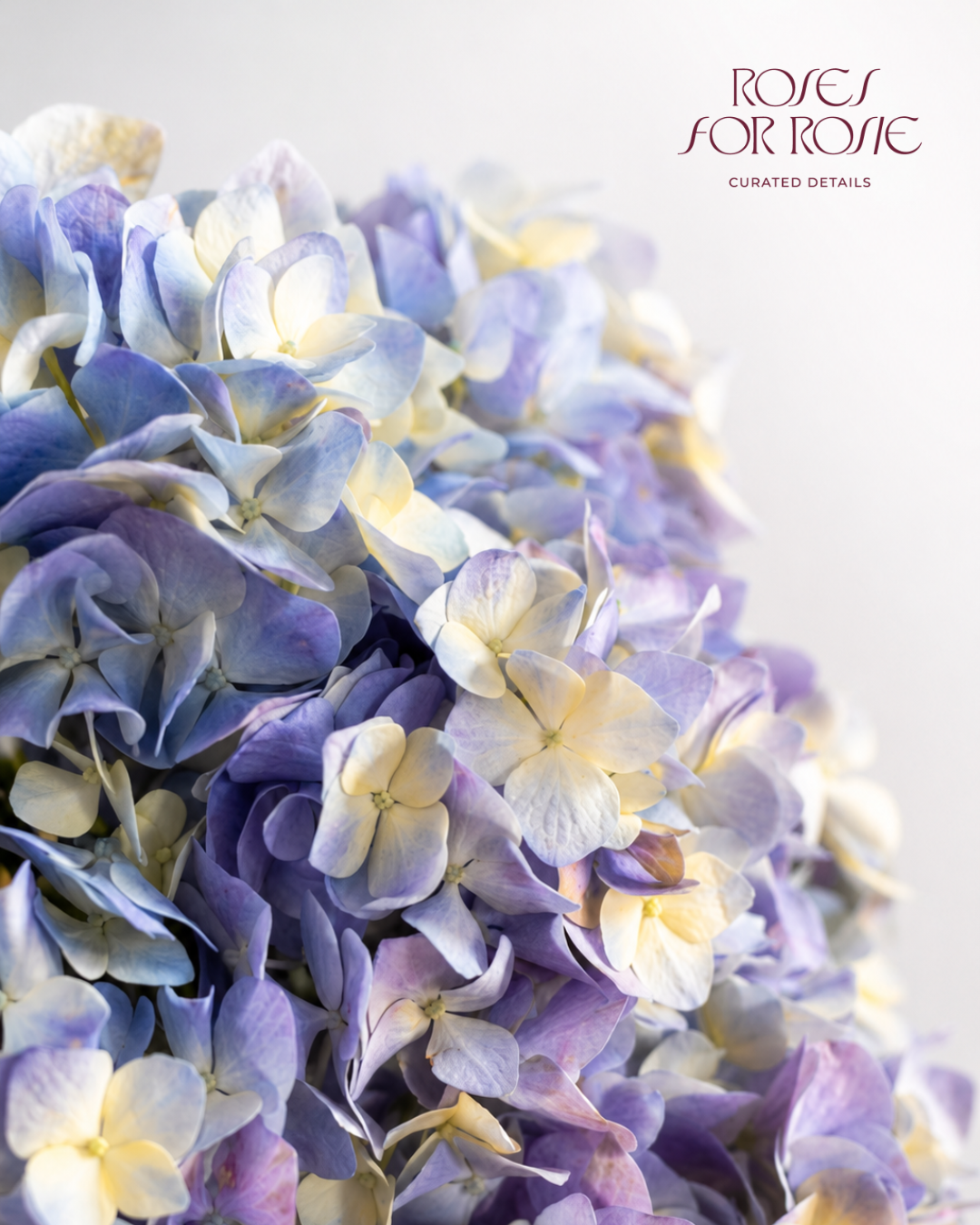 Hortensias azul lila y crema en primer plano - Roses for Rosie