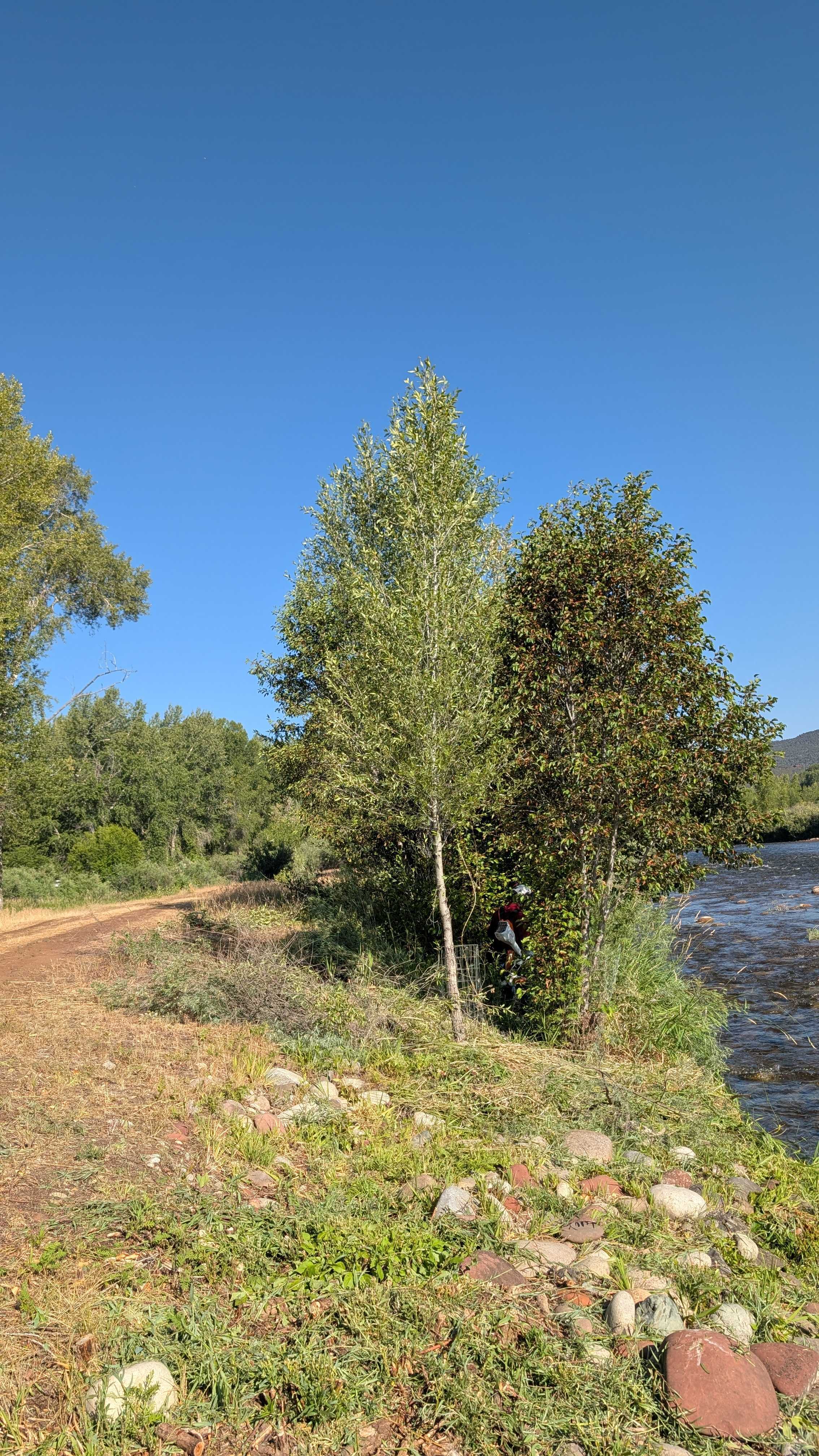 After: cleared and managed riverbank vegetation