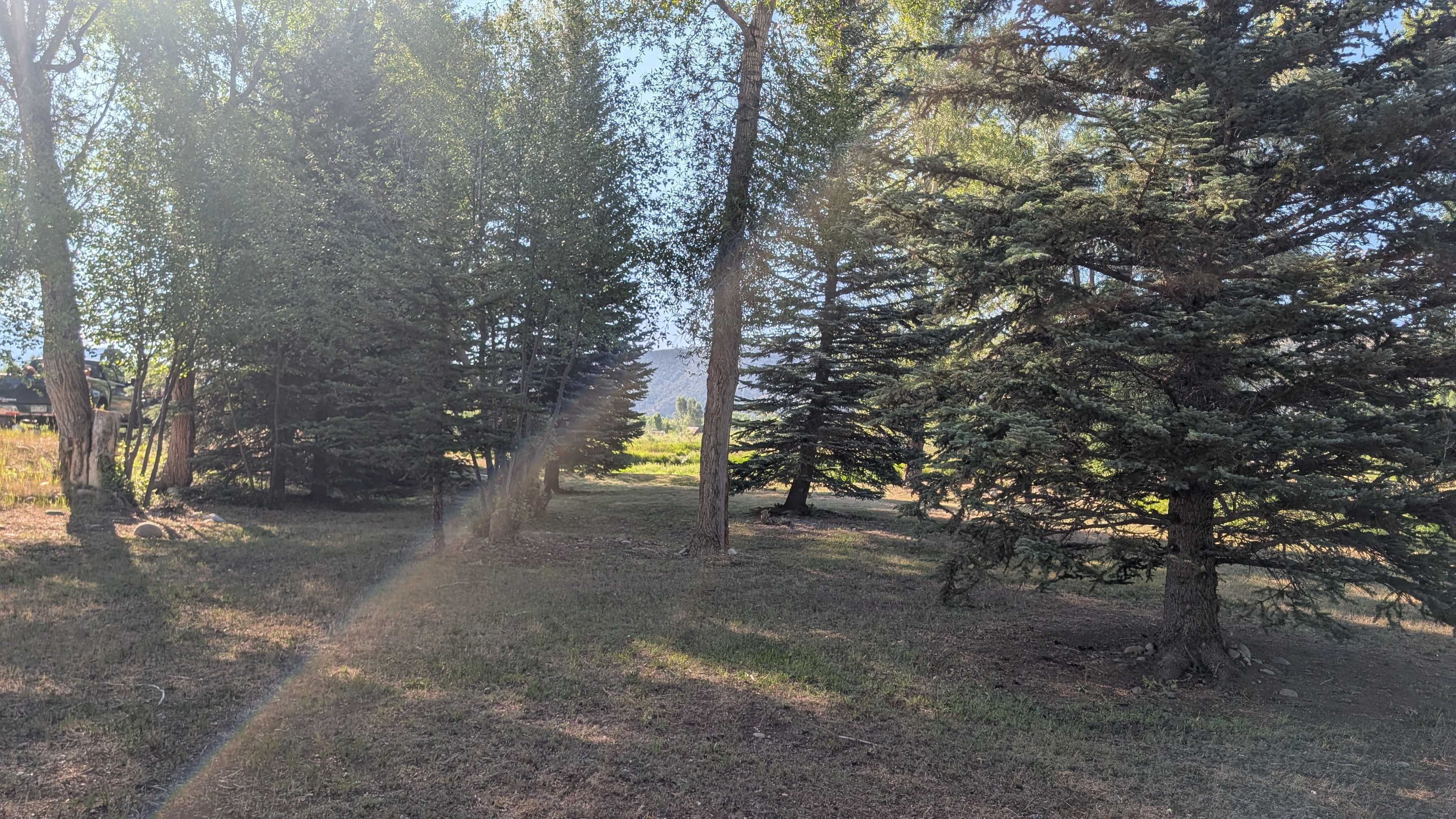 Golden-hour light through conifers on a Colorado mountain property