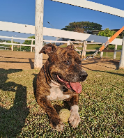 Foto de Paçoca