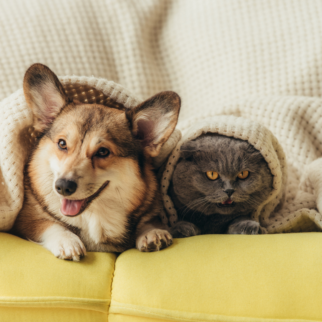 PetQuest