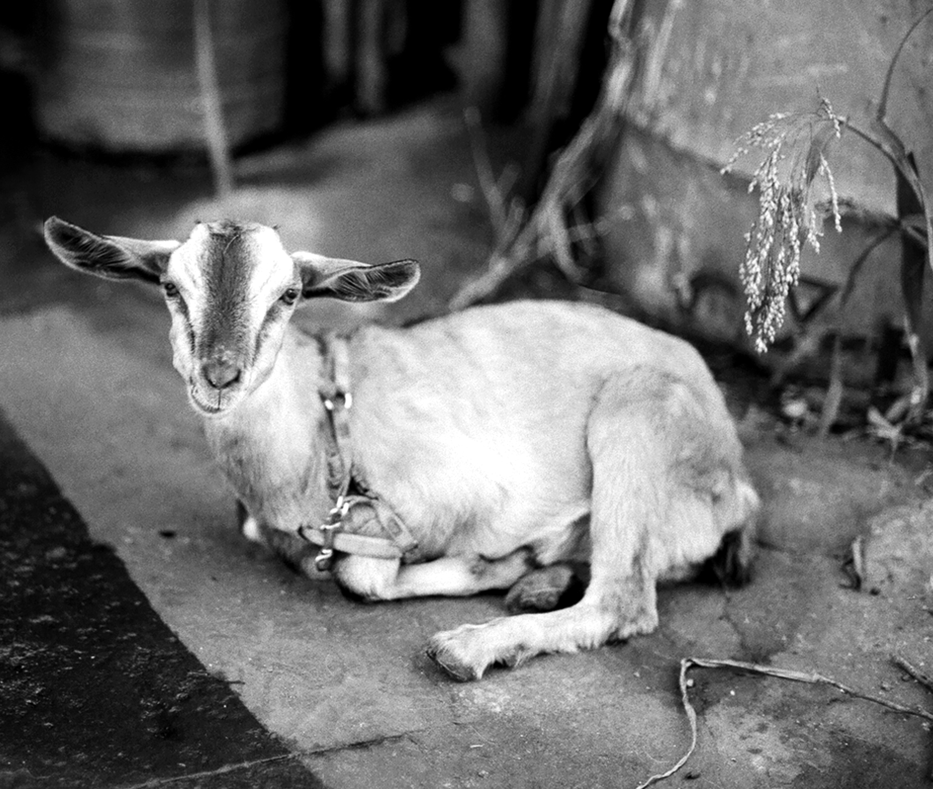 White goat lying on ground with rope tether near foliage and blurred background