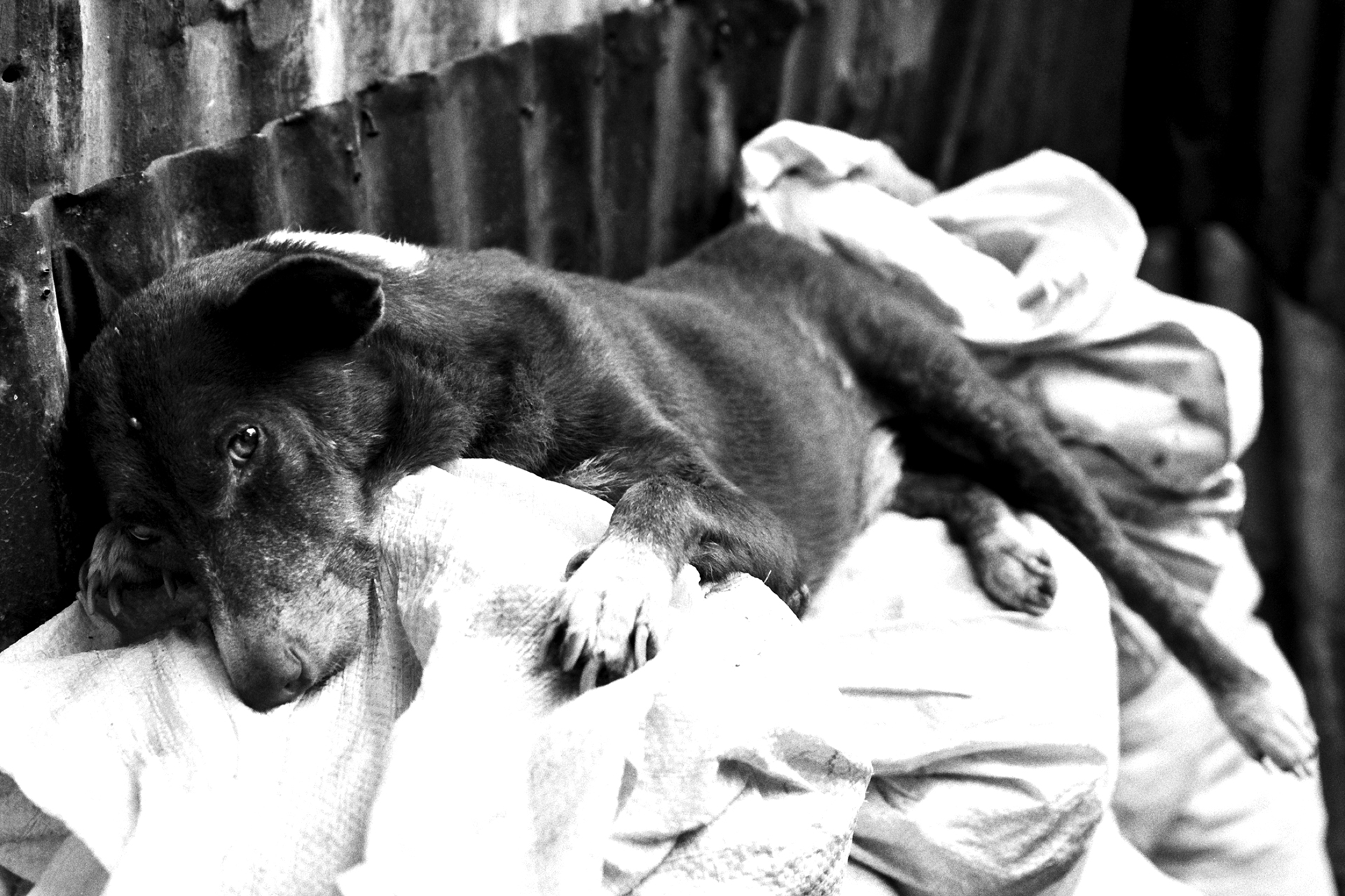 Dog lying on woven mat with person in background visible through wooden fence