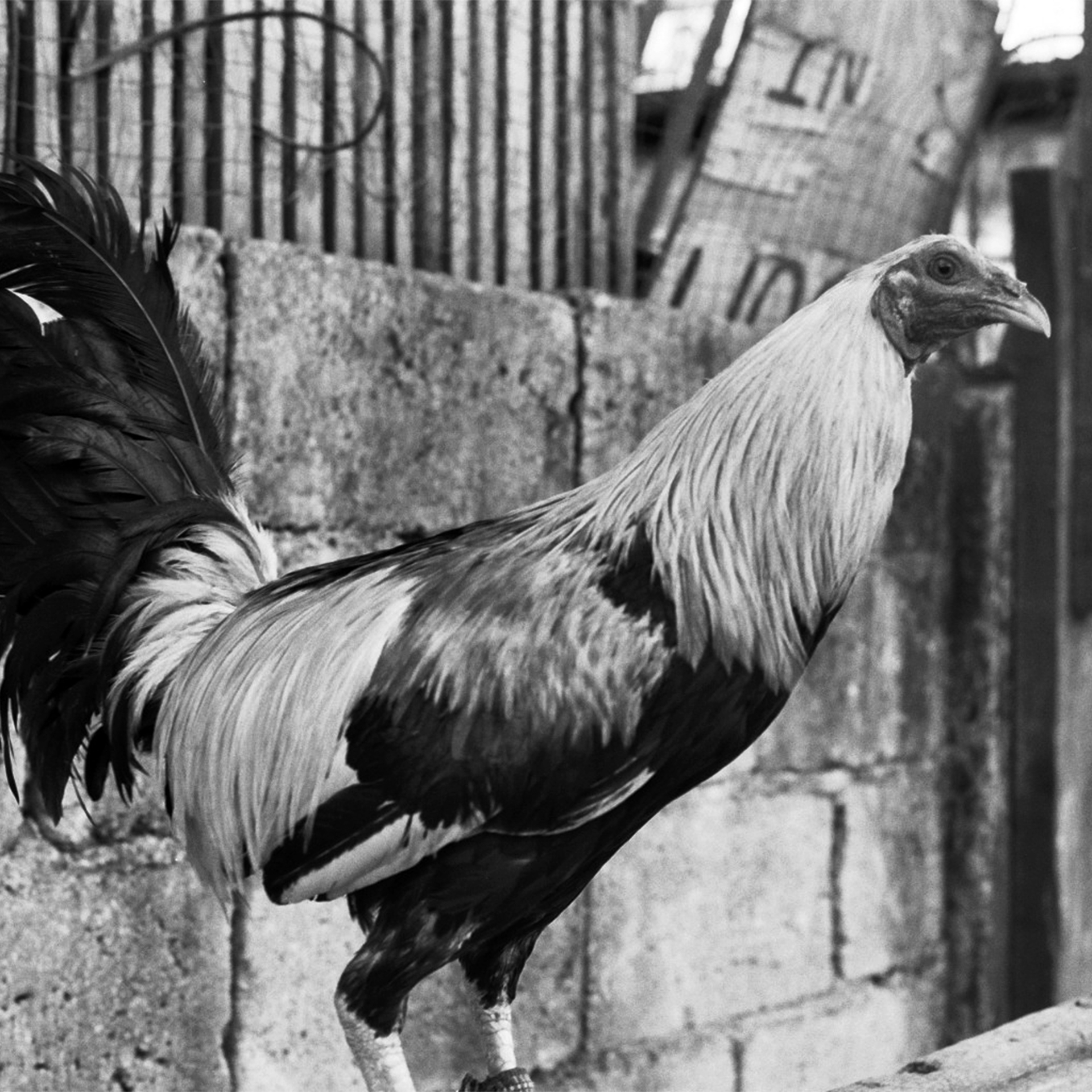 Rooster in profile with distinctive feathers and coloring against building
