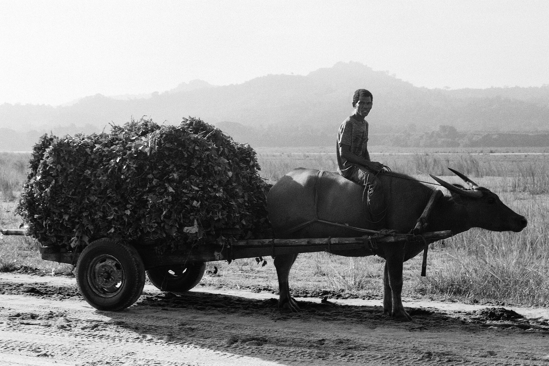 Black and white farmer sitting on buffalo cart loaded with hay mountains in background