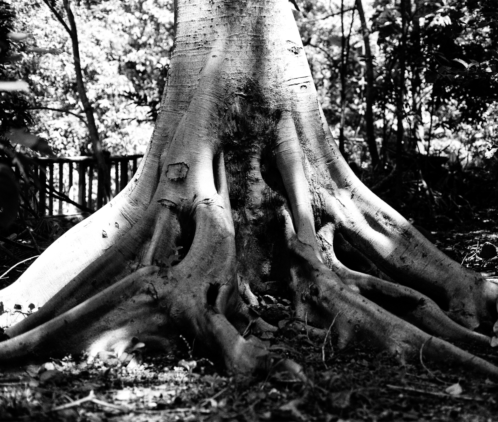 Black and white close-up of massive tree root system in lush forest setting