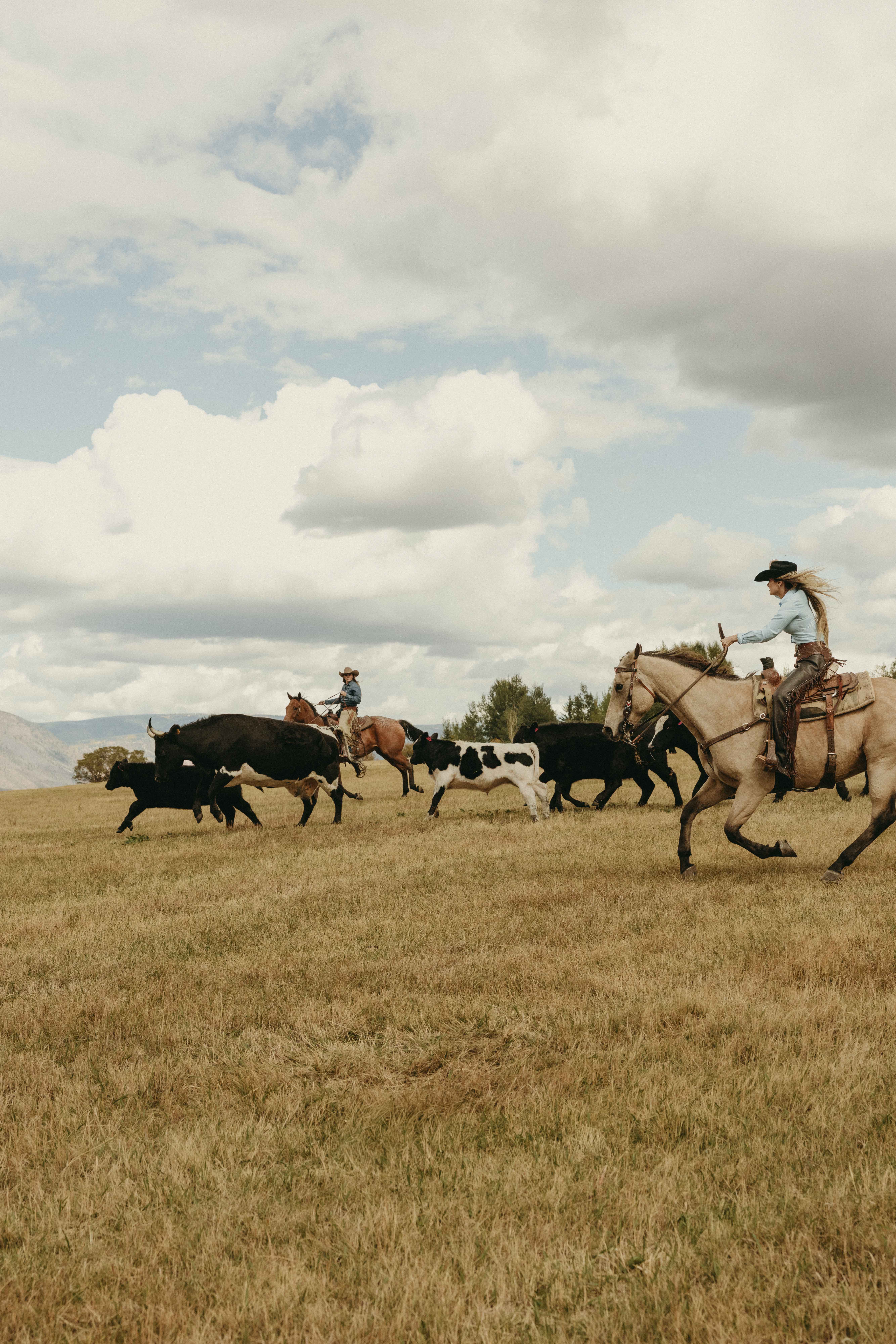 Riders herding cattle across open field with dramatic sky