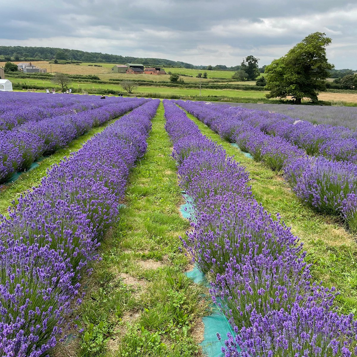 Photo-Perfect Purple Landscapes - Image 1
