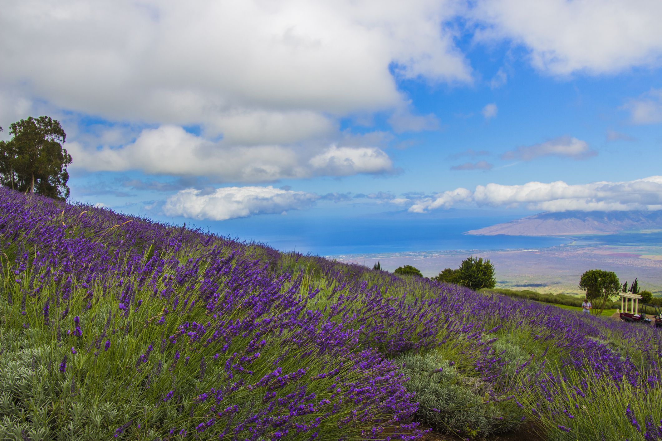 Photo-Perfect Purple Landscapes - Image 2