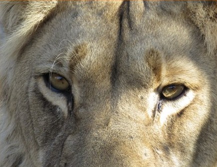 Extreme close-up of a male lion's face showing intense eyes and facial details