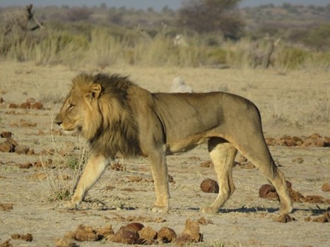 Male lion walking through dry Kalahari savanna with full dark mane