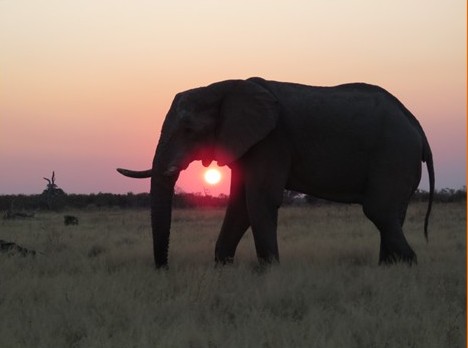 Silhouette of an elephant at sunset with the sun visible between its legs and trunk