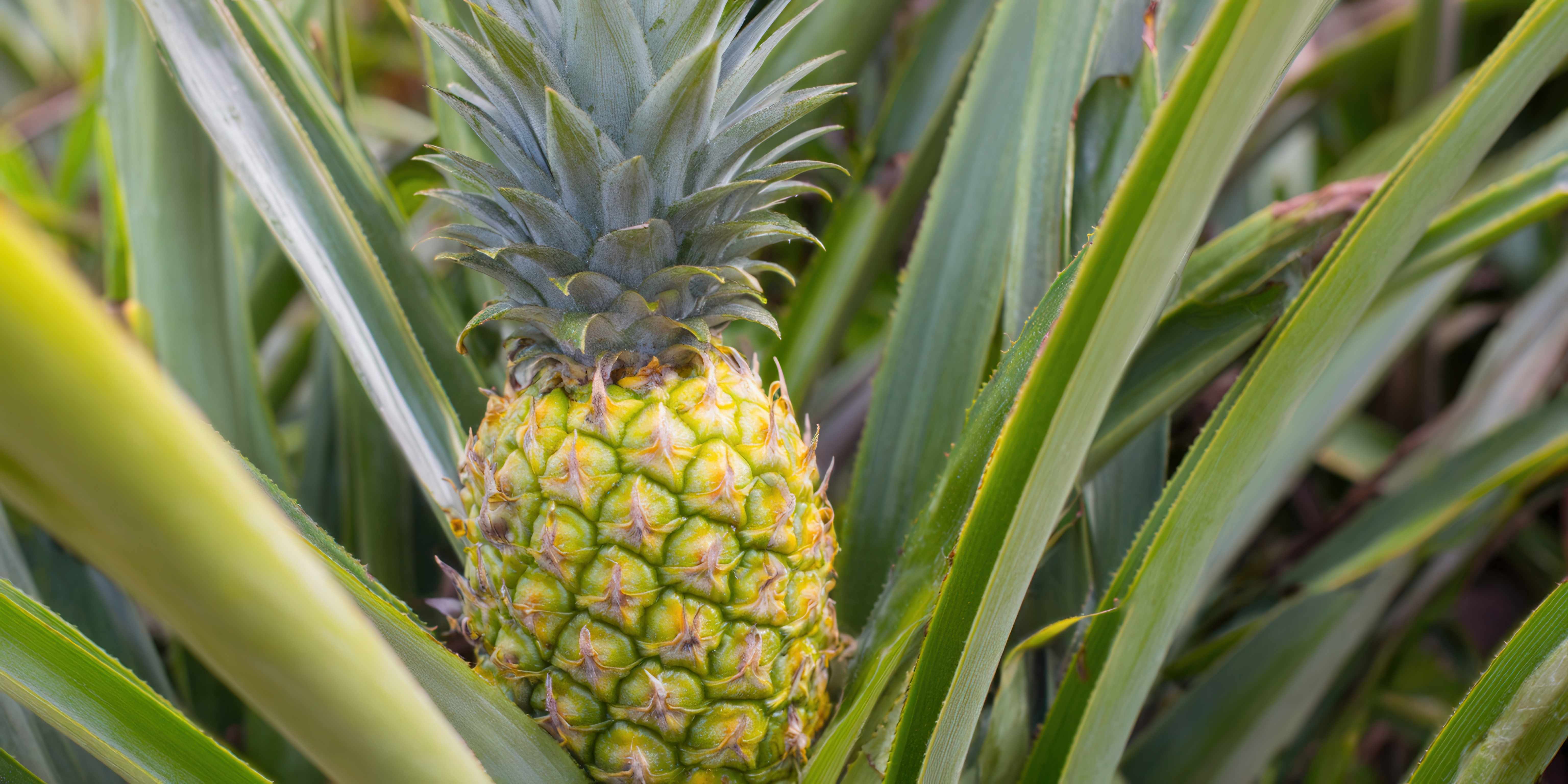 Pineapple growing among green leaves
