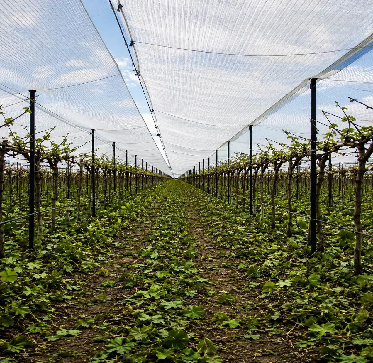 Plant Protection Sheets-Portable Fruit Ripenig Chambers