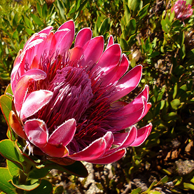 Protea compacta