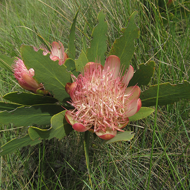 Protea dracomontana