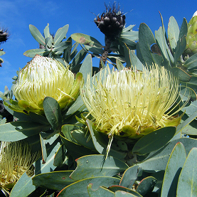 Protea Nitida