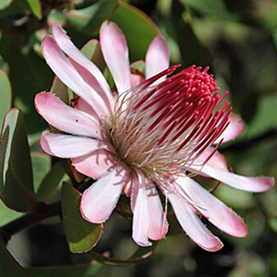 Protea punctata (water sugarbush)