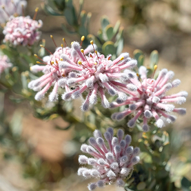 Vexatorella