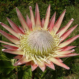 King protea