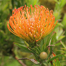 Pincushion Protea