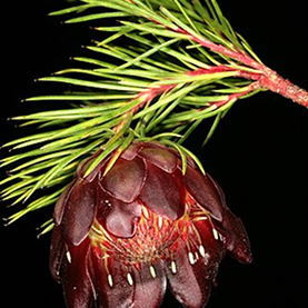 Protea nana