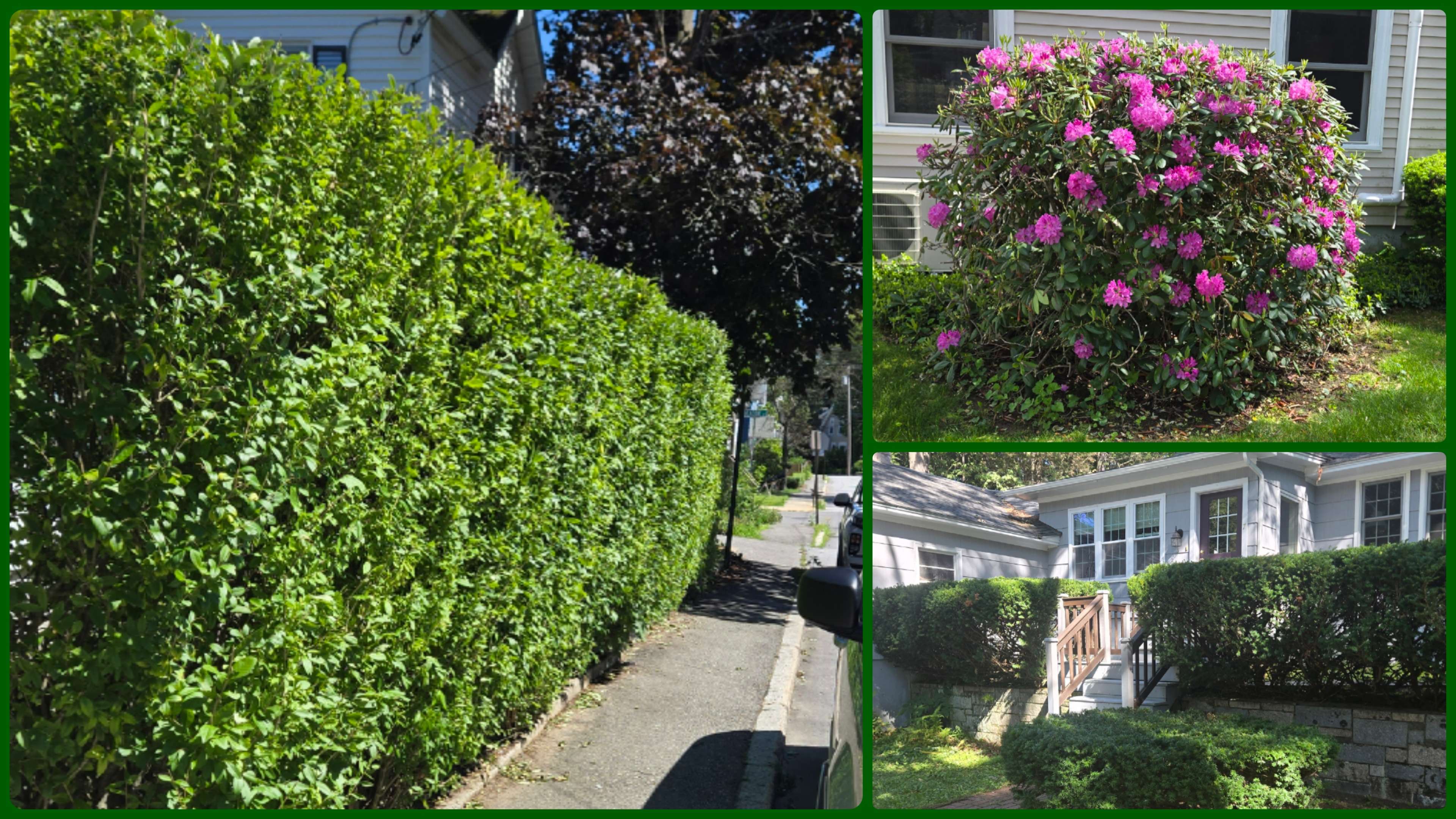 Pruning & Trimming