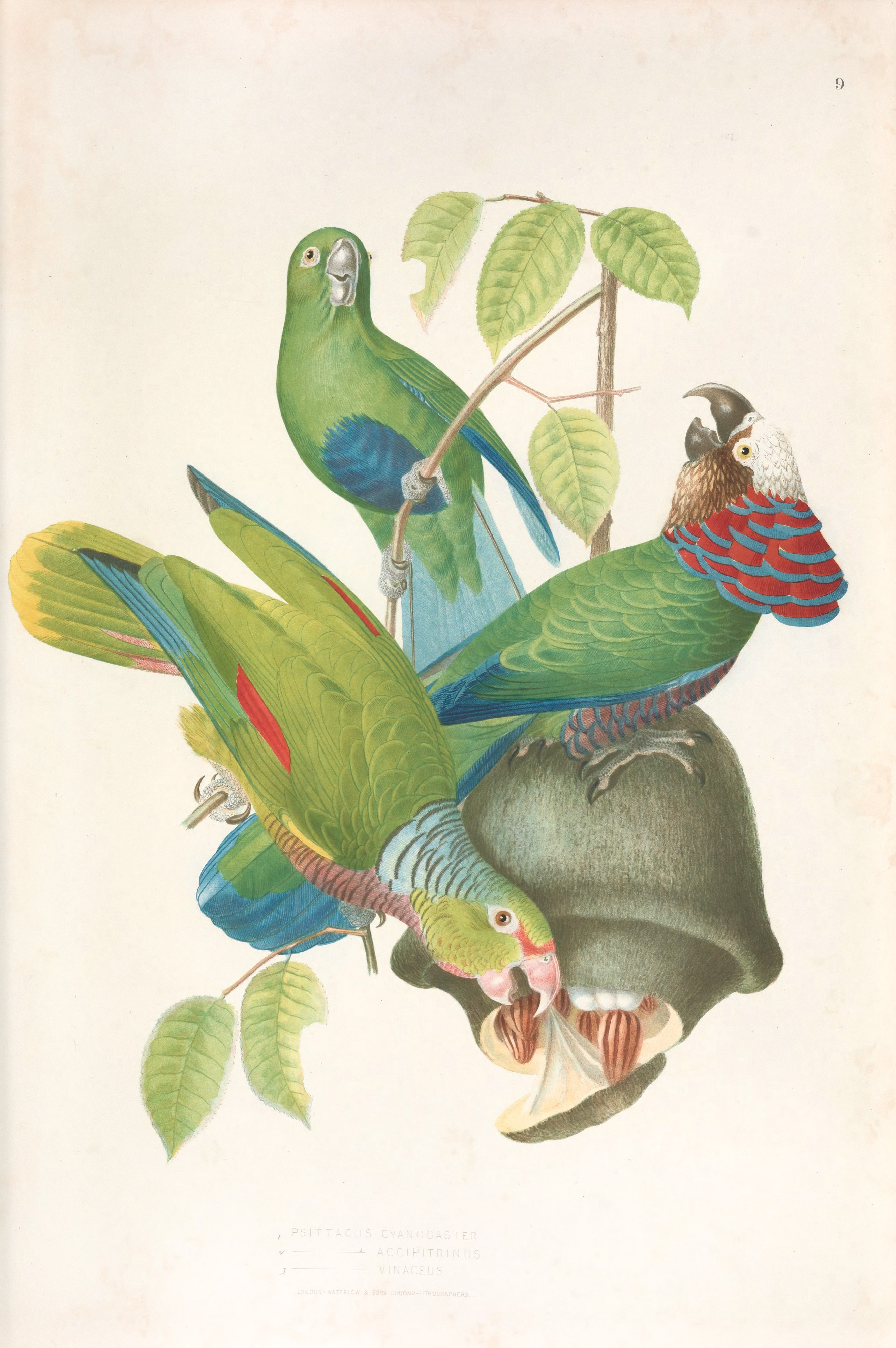 Brazilian parrots