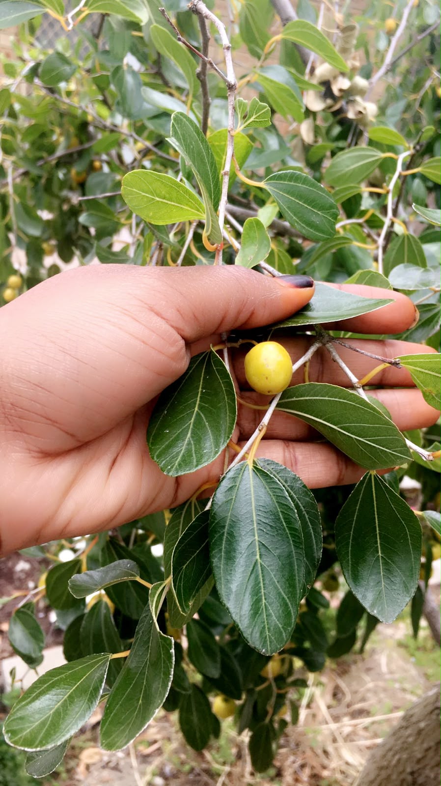 Qasil, or Ziziphus spina-christi, held among its leaves