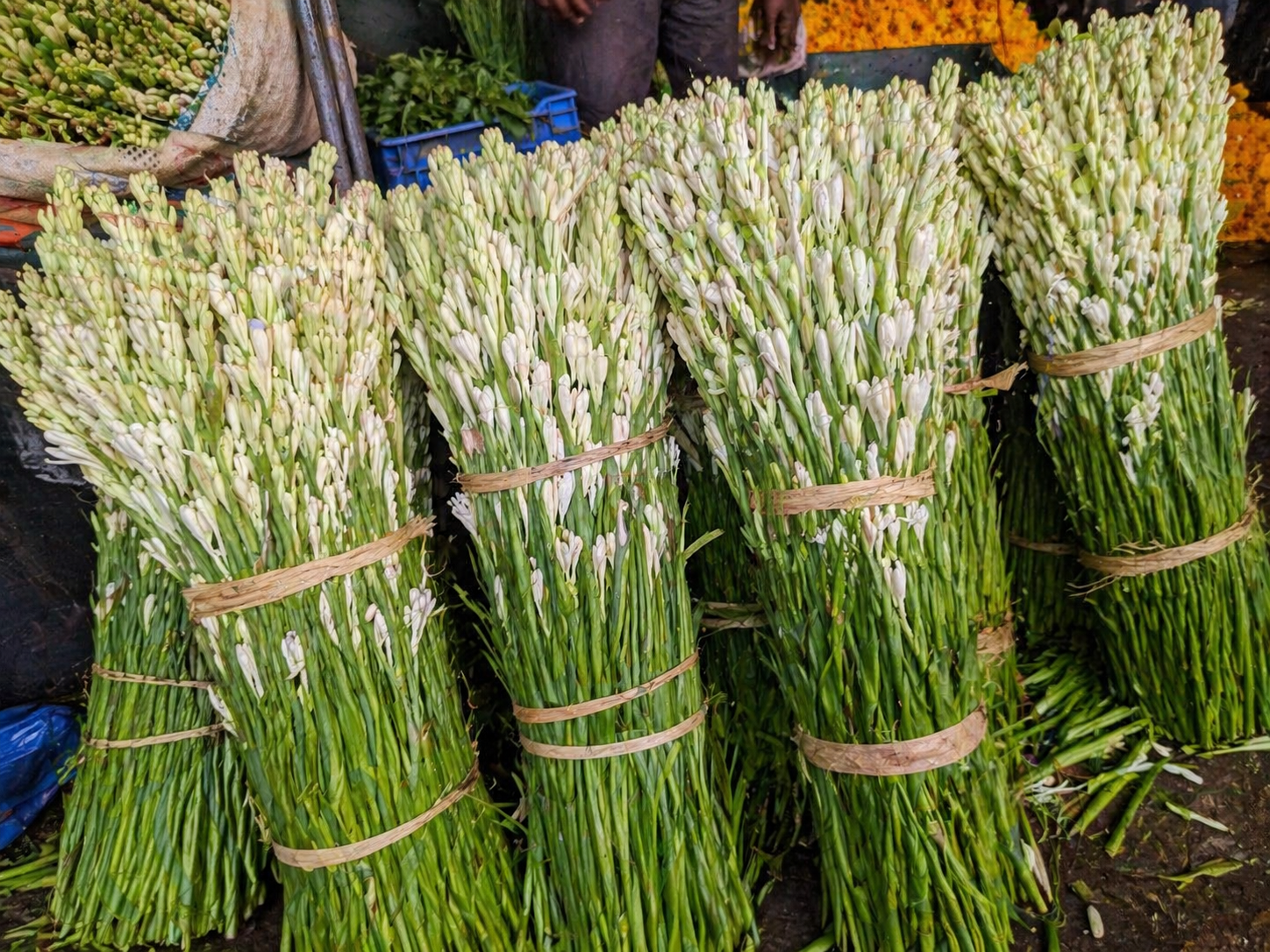 Fresh Rajnigandha (tuberose) bundles at the market