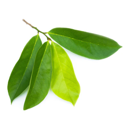 Soursop Leaves