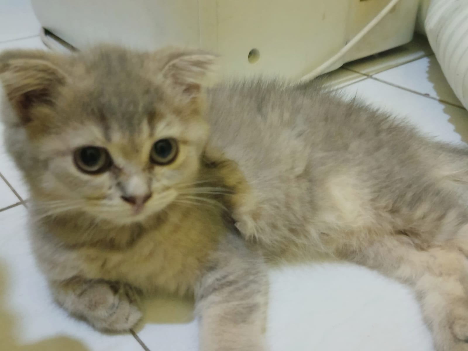 Anak kucing British Shorthair yang lucu