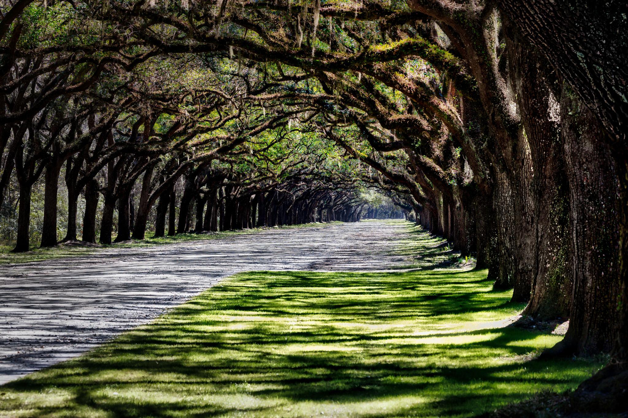 South Carolina background