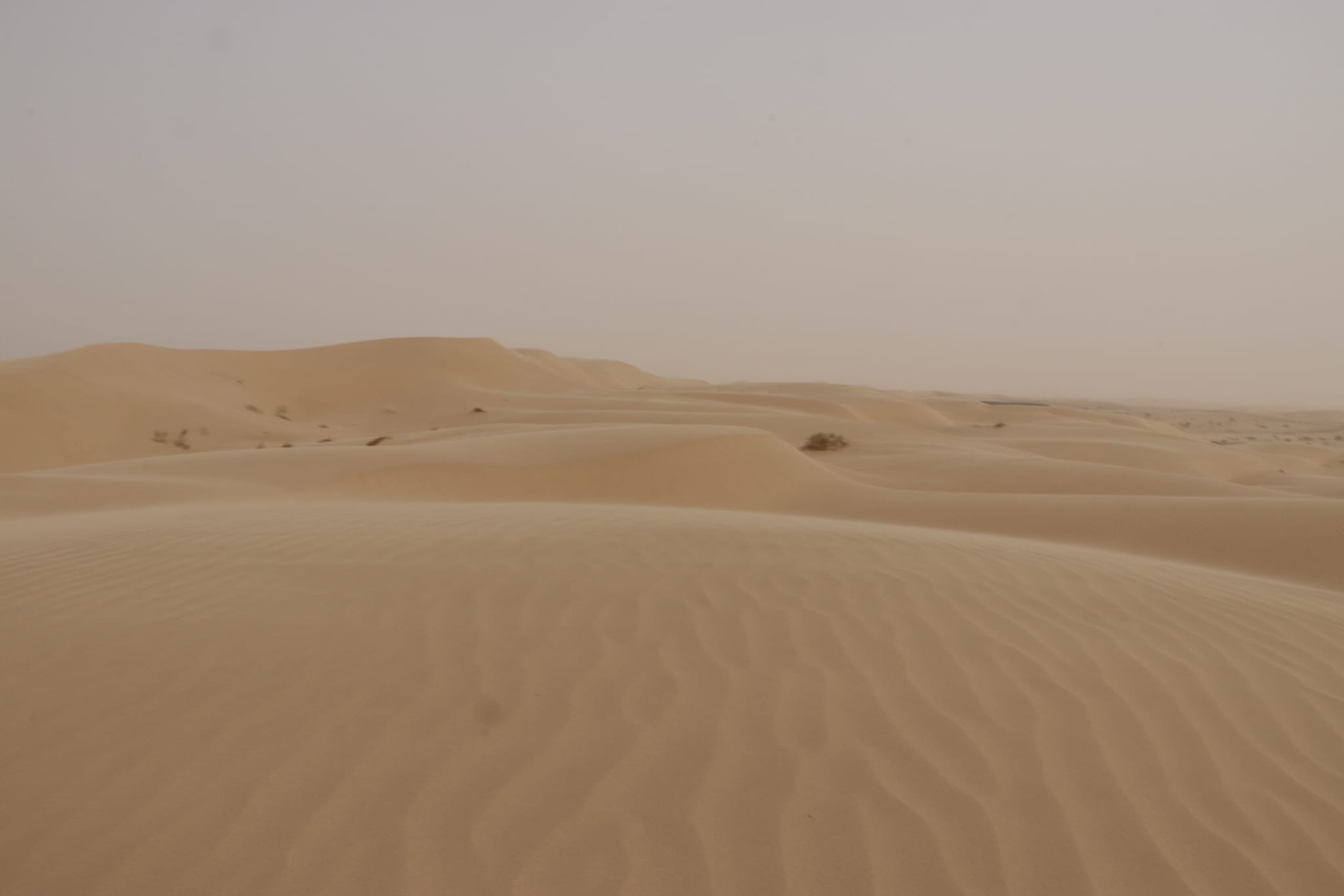 Algerian desert dunes