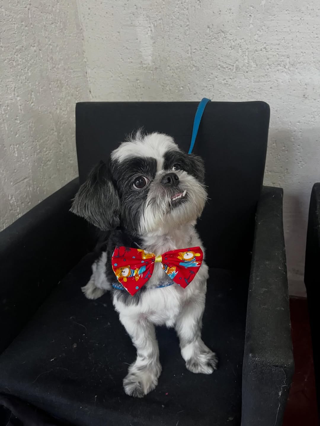 Shih Tzu elegante com gravata borboleta