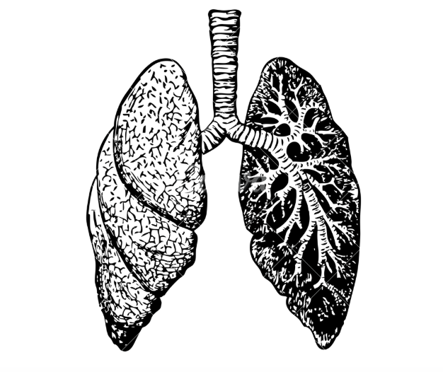 Lungs illustration