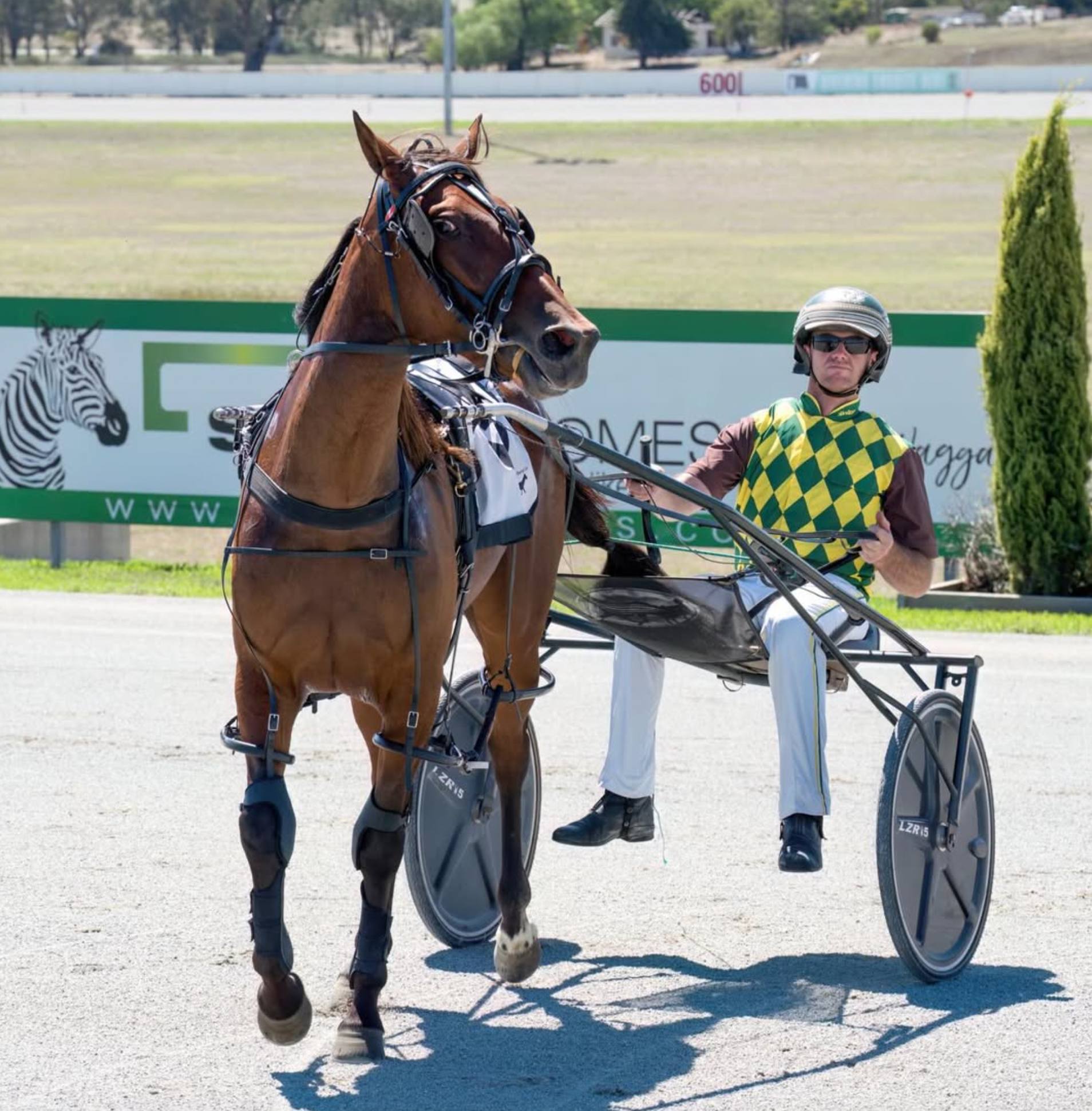Harness racing horse and driver warming up