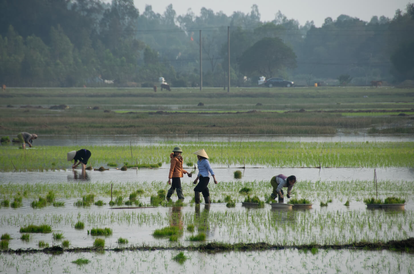 Rice farmers working in flooded paddies in Vietnam