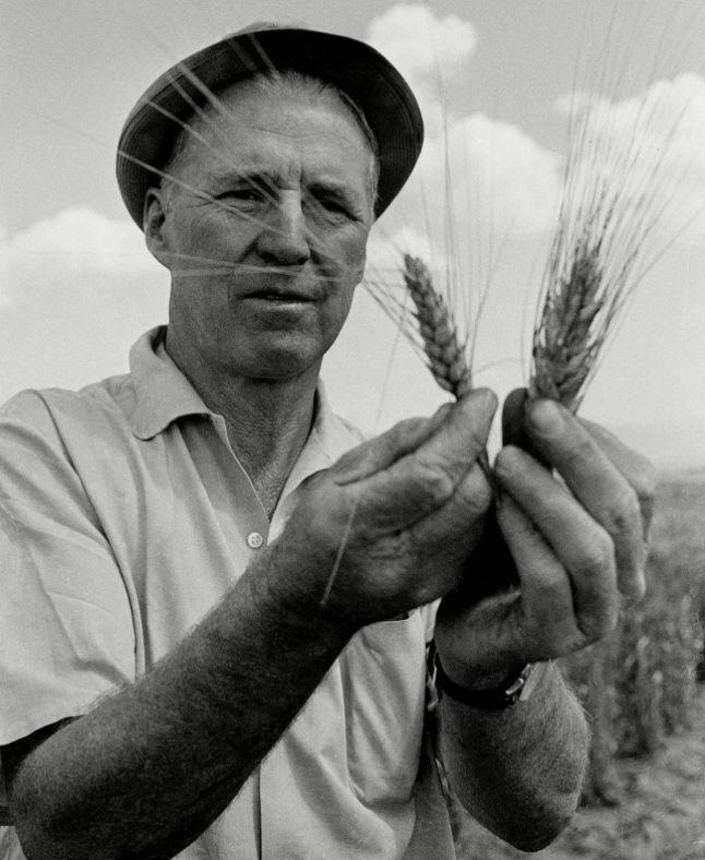 Norman Borlaug American agricultural genius Nobel Prize winner - feeding the world through American innovation