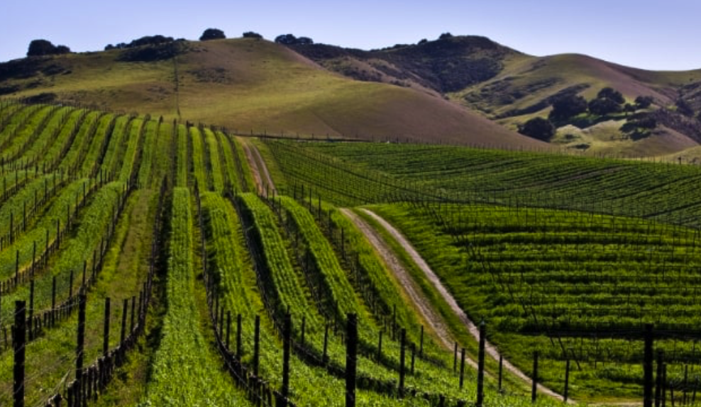 California wine vineyard rolling hills - American agriculture and sustainable farming