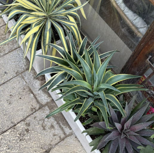 סוקולנטים במרפסת