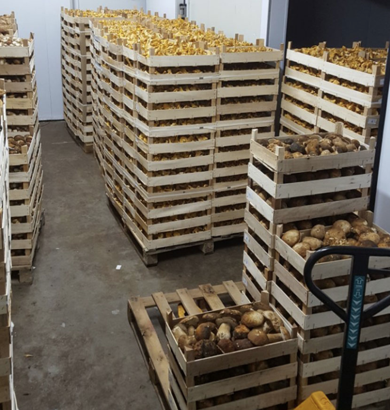 Cold storage warehouse with frozen mushroom and berry crates
