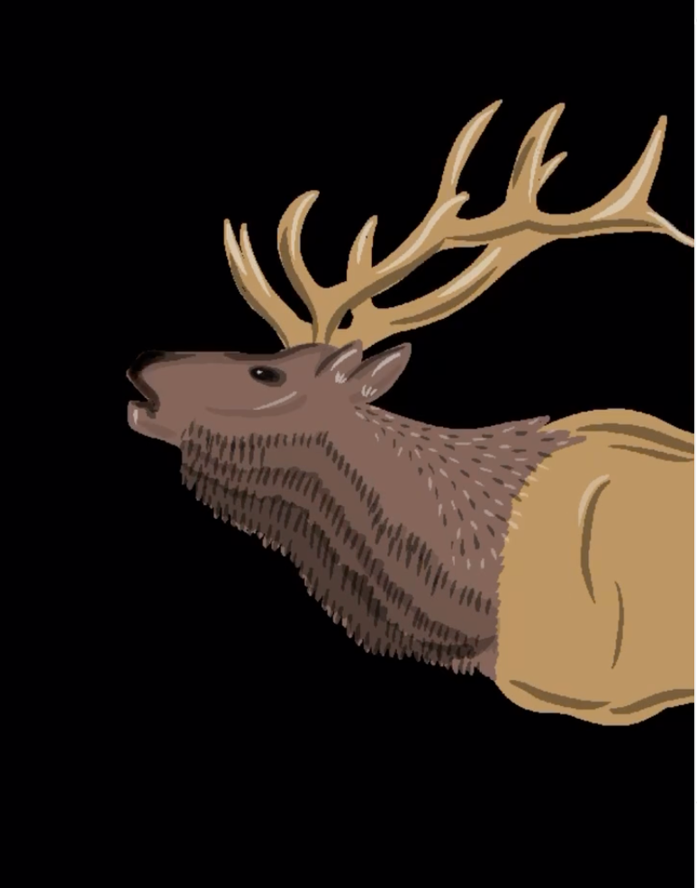 Elk illustration on black background