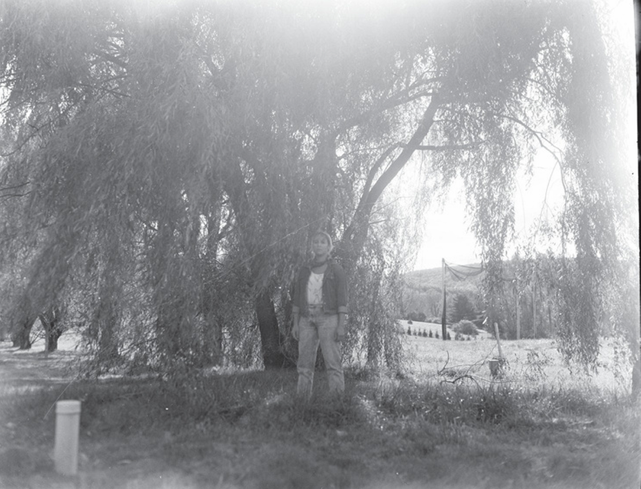 Willow Trees