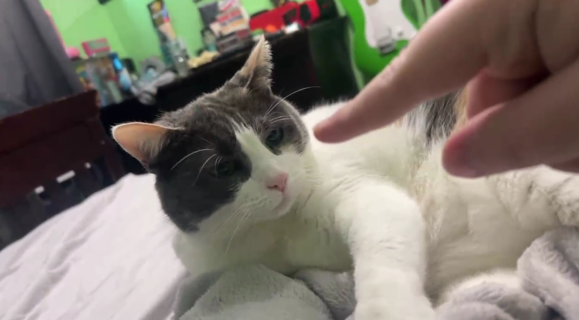 Tato: The boop test