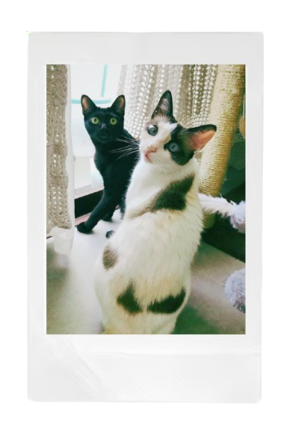 Polaroid frame with cats