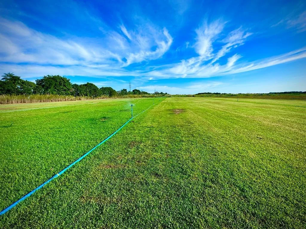 Área verde com grama natural bem cuidada
