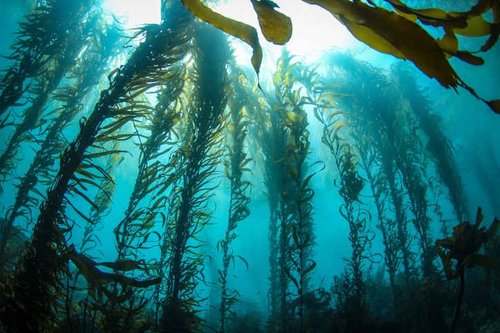 Underwater kelp forest with sunlight filtering through blue-green water
